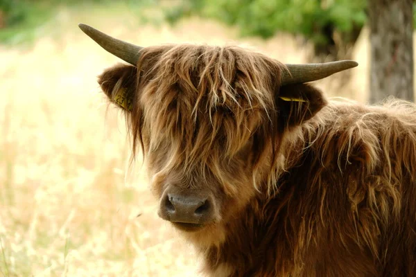 Colorful Portrait Scottish Highland Cow Germany — стокове фото