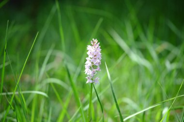 Spotted orchid on a meadow designated as a nature reserve