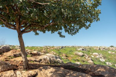 İsrail 'deki Arbel Dağı' ndaki bir ağacın portresi..