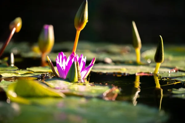 Porträt Der Blüte Einer Seerose Der Sorte Blauer Stern Botanischen — Stockfoto