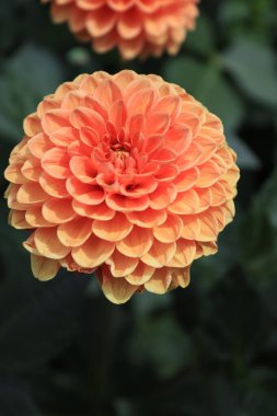 A closer view of a flower dahlia located in a local botanical garden