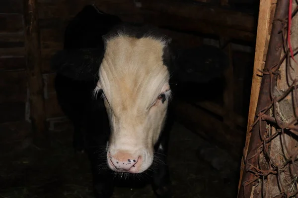 A calf surprised on a local farm