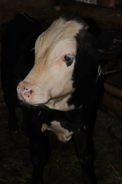 A calf surprised on a local farm