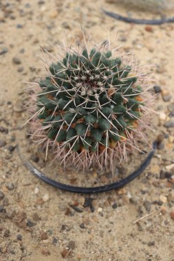 Cactus chicks with sharp thorns located in a place arranged