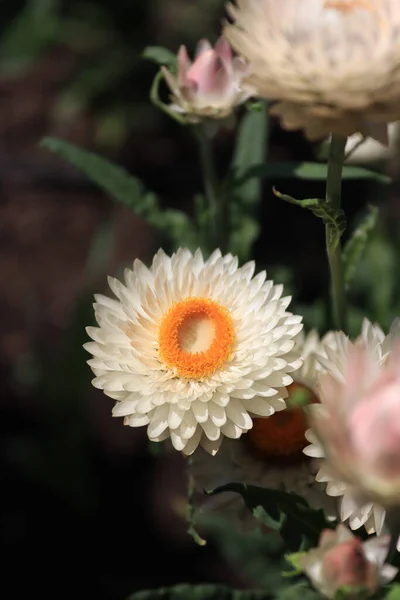 Ammobium Flower Photographed Local Garden — Stok fotoğraf