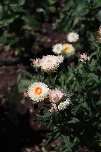 Ammobium Flower Photographed Local Garden — Stok fotoğraf