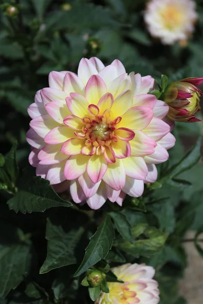 Species Dahlia Flower White Color Hints Yellow Pink Spotted Local — 스톡 사진