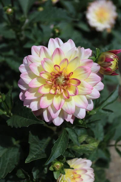 Species of dahlia flower of white color with hints of yellow and pink