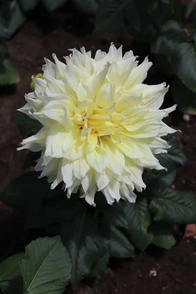Species Dahlia Flower White Color Shades Yellow — Fotografia de Stock