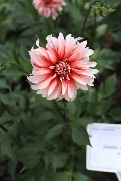 Species Dahlia Flower Pink Color Hints Yellow Located Local Garden — 스톡 사진