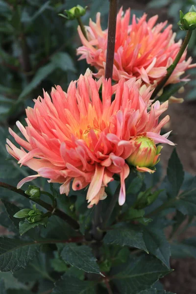 Dahlia Flower Orange Color Shades Pink Located Place Arranged — Fotografia de Stock