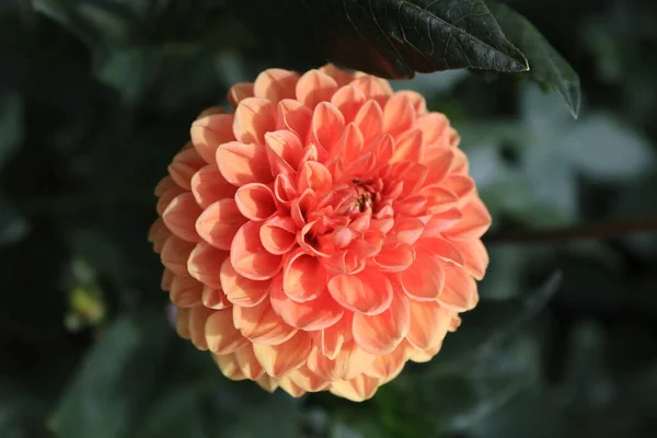 Closer Look Orange Dahlia Flower — Fotografia de Stock