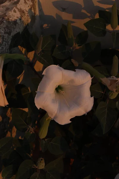 Closer Look White Datura Inoxia Flower — Zdjęcie stockowe