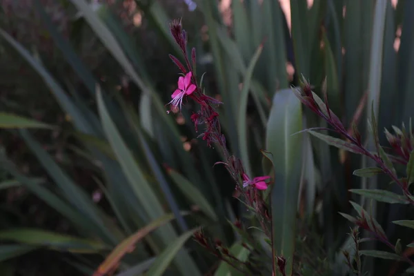 Thread Flower Pink Lindheimeri Hole — Stock Photo, Image