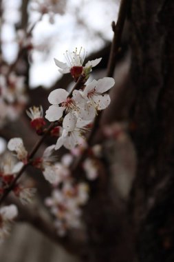 Cherry blossoms surprised in difficult weather