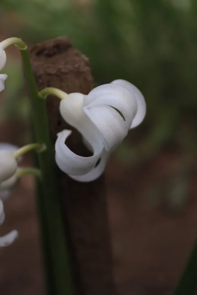 A different perspective of a hyacinth flower