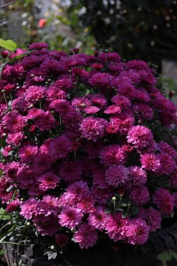 Gün boyunca kasımpatı buketi fotoğraflandı 