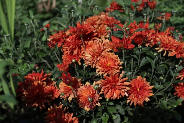 Kasımpatı Buketine Yakından Bak — Stok fotoğraf