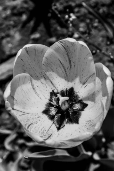 Closer Look Yellow Tulip Photo Made Black White — Stock Photo, Image