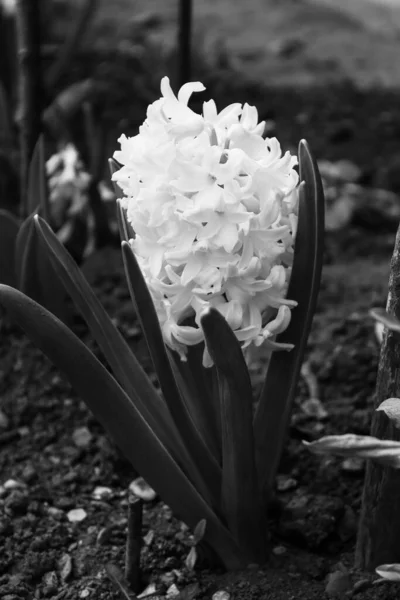 Photo Which White Hyacinth Image Made Black White — Stock Photo, Image