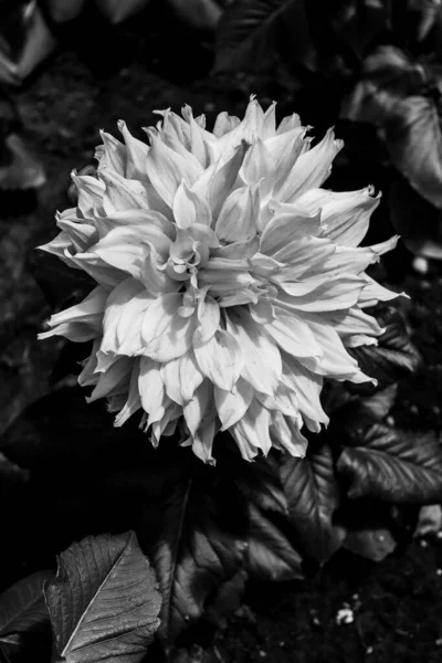 Species Dahlia Flower White Color Shades Yellow Photo Made Black — Stock Photo, Image