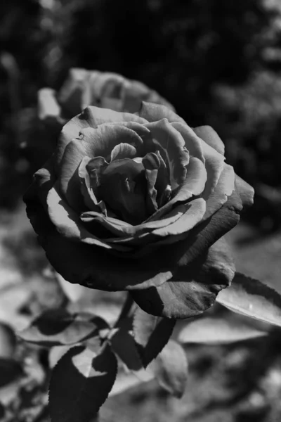 红色的玫瑰在阳光灿烂的日子里被捕捉到 照片是用黑白照片拍的 — 图库照片