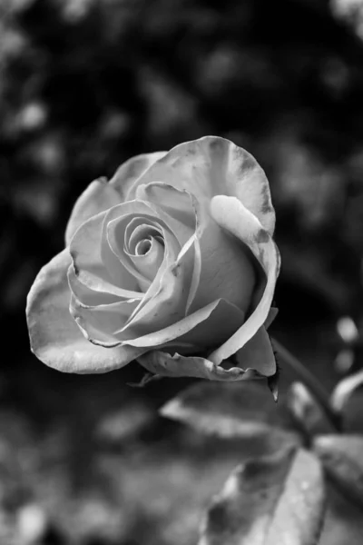 Closer Look Pink Rose Sunny Day Photo Made Black White — Stock Photo, Image