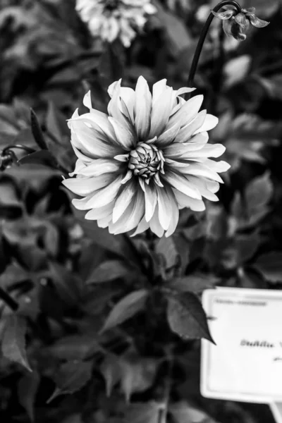 Arten Von Dahlienblüten Von Rosa Farbe Mit Einem Hauch Von — Stockfoto