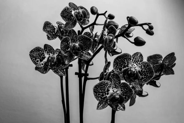 Rosa Orchideen Mit Weißen Flecken Einer Umgebung Fotografiert Foto Wird — Stockfoto