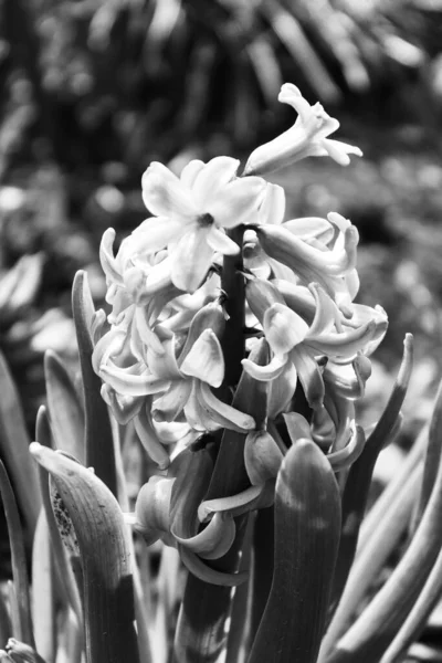 Photo Which Pink Hyacinth Image Made Black White — Stock Photo, Image
