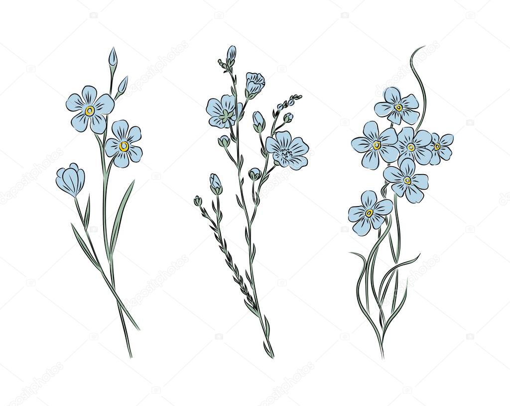 Set of beautiful forget me not flowers vector art illustrations. Collection of  blooming plants with stems and leaves isolated. Floral design for tattoo, jewelry, wall arts, cards, invitations.