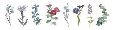 Botanical set of garden and wild floral plants. Gorgeous aster, larkspur, forget me not, chrysanthemum, delphinium flowers and eucalyptus branch isolated . Colorful vector art illustration.