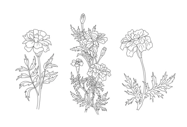 Set Marigold Flower Line Art Vector Art Illustrations October Birth — Διανυσματικό Αρχείο