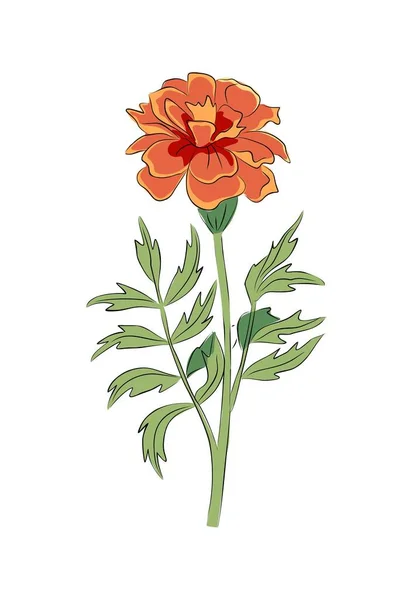 Жовтень Місяць Народження Квітка Марігольд Барвисті Векторні Ілюстрації Ботанічна Рослинна — стоковий вектор