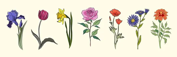 Botanická Sada Zahradních Květinových Rostlin Nádherný Narcis Astr Růže Duhovka — Stockový vektor