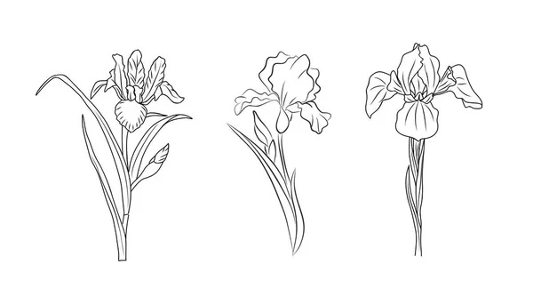 Σύνολο Του Φεβρουαρίου Λουλούδια Μήνα Γέννησης Iris Γραμμή Τέχνη Διάνυσμα — Διανυσματικό Αρχείο