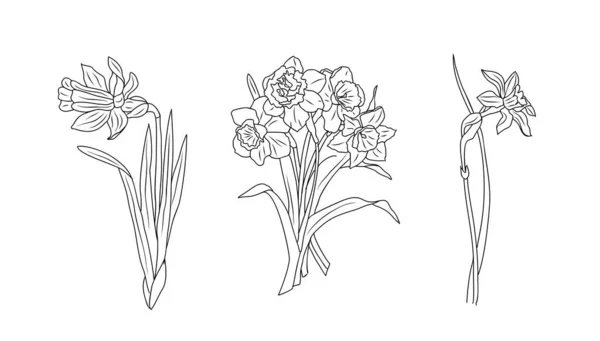 Set Fleurs Mois Naissance Mars Daffodil Ligne Art Vectoriel Illustrations — Image vectorielle