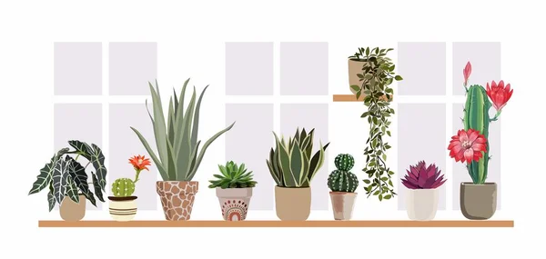 Plantas Maceta Plantas Interior Macetas Ventana Decoración Interior Verde Diferentes — Vector de stock