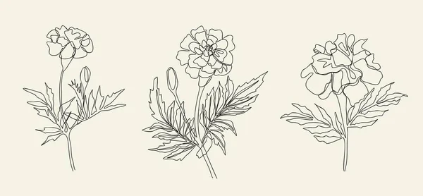 Ringelblume Botanische Und Florale Logo Vorlage Oktober Monat Blume Hand — Stockvektor