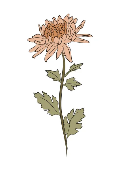Listopad Urodzenia Miesiąc Kwiat Chryzantema Kolorowe Wektor Ilustracji Ręcznie Narysowany — Wektor stockowy