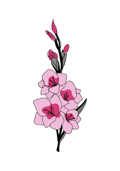 Αύγουστος Μήνα Γέννησης Λουλούδι Gladiolus Πολύχρωμο Διάνυσμα Εικονογράφηση Βοτανικό Χέρι — Διανυσματικό Αρχείο