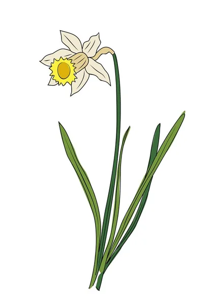 Dezember Geburtsmonat Blume Narcissus Bunte Vektorillustration Botanische Handgezeichnete Umrisse Farbige — Stockvektor