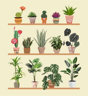 Ev için modaya uygun saksı bitkileri. Beyaz arka planda izole edilmiş farklı ev bitkileri. Alocasia, palmiyeler, canavarlar, incir, strelitzia, draacaena, sulular. Renkli düz vektör çizimi