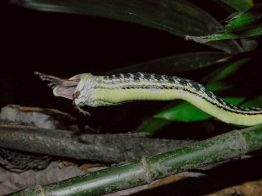green snake on the tree branch close up