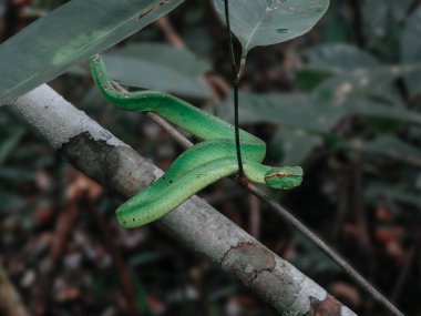 green snake on the tree branch close up #2