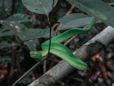 green snake on the tree branch close up
