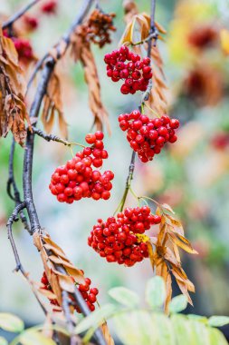 Olgun kırmızı böğürtlenli Rowan şubesi sonbahar ağacı dalına yakın.