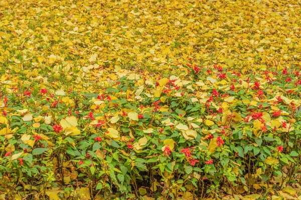 公园里最后灿烂的花朵 阳光灿烂的白昼和大量的落叶 季节变换 秋天的季节自然景观背景 软选择焦点 — 图库照片