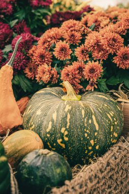 Olgun balkabağı örülmüş jüt sepeti ve çiçekler. Hasat bayramları için geleneksel sembol, Şükran Günü, Cadılar Bayramı. Aile tatillerinin dekorasyonu.