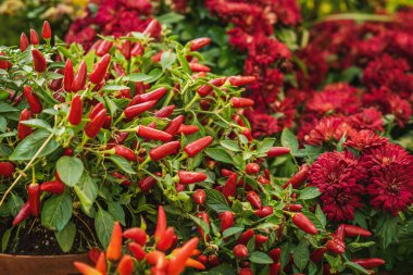 Kırmızı Capsicum Annuum Peppers çalıları, Chili Peppers Bitkisi ve Burgundy renginde sonbahar çiçekleri, parlak renkli arka plan